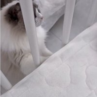 ベビーベッドの横から赤ちゃんを見ている2匹の猫