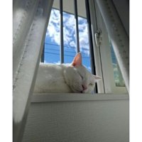 寝ている猫