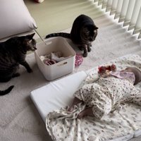 赤ちゃんが手を引き猫もお座りの状態