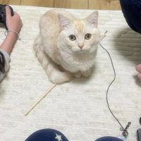 室内にいる猫