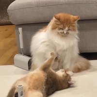 仰向けのこたつくん