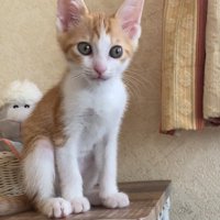 カメラ目線の猫