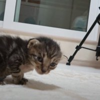 うずくまるキジトラ子猫