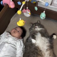 ベッドの上に吊されたおもちゃを隣に並んで眺める猫と赤ちゃん
