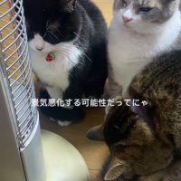 集まっている3匹の猫