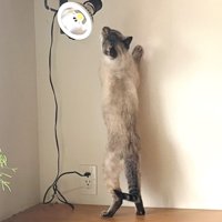 ライトを見ようと背伸びする猫