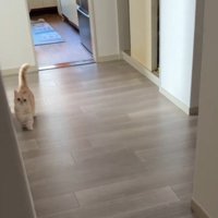 遠くにいる猫と目が合った飼い主