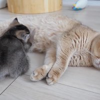 赤ちゃんにお乳を吸わせるミミさん