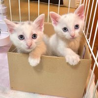 段ボールにいる2匹