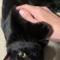 寝転がって飼い主を見つめる黒猫