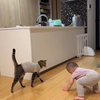 赤ちゃんのそばに歩いてくる猫