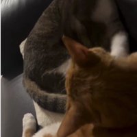 毛づくろいをしている猫たち