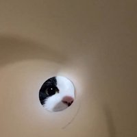 キッチンペーパーの芯の向こうにいる猫