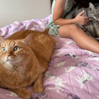 緊張した様子の猫