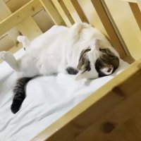 ベッドに寝転がっている猫