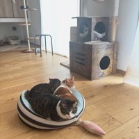猫ベッドにいる3匹の猫