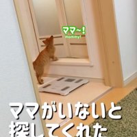 お風呂場の前で鳴く子猫
