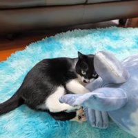 じゃれるあずきちゃん