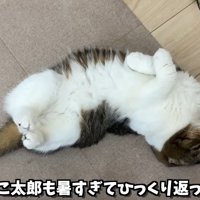 寝転がるキジ白の猫