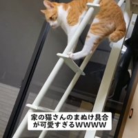動けなくなる猫