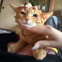 顔をなでられる子猫