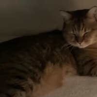 こたつの中の猫