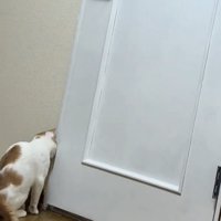 隙間を覗く猫
