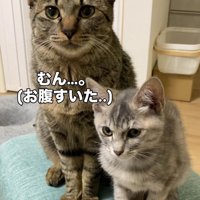 カメラ目線の大きな猫
