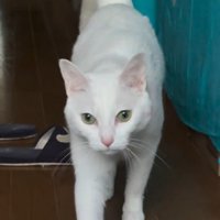 まっすぐ前を見てる猫