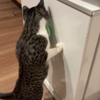 立ち上がる猫