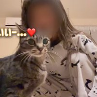 カメラ目線の猫