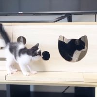 室内にいる猫たち