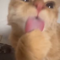 毛づくろいする猫
