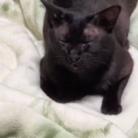 目を瞑っている猫のアップ