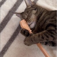 横になって孫の手を持っている猫