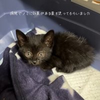 クレートの中にいる子猫