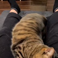 体を捻って飼い主の足の間で方向転換する猫