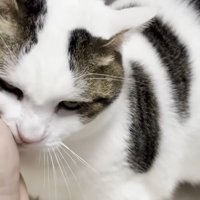 左手に頬を寄せる猫ちゃん