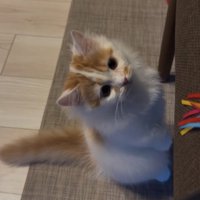 後ろ足で立っている子猫