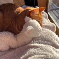 ぬいぐるみによりそって寝る猫
