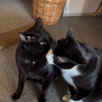 並んで座っている2匹の猫