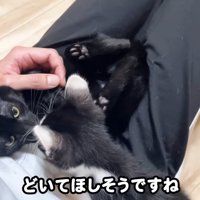 右横から現れるロアくん