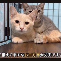 怖がる猫