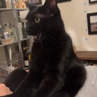 飼い主の腕に前足を置いて口をやや開けている猫