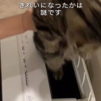 持ち上げられる猫2