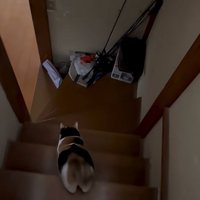 階段を降りる様子