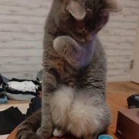 上品な猫