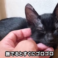 テロップ「撫でるとすぐに～」
