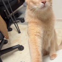 前足で飼い主の腕をタッチする猫