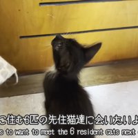 ドアの前に座る子猫